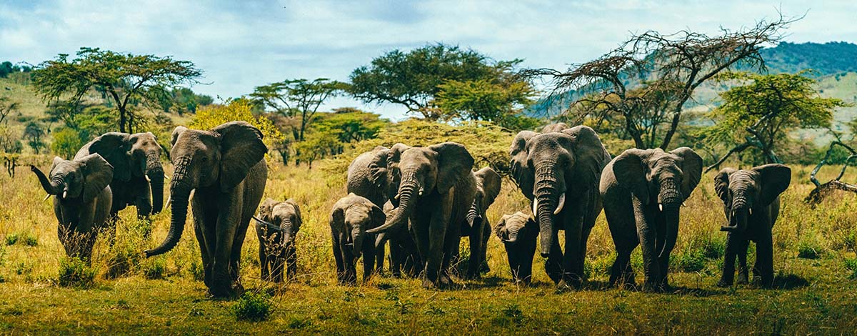 A row of elephants in grass. Elephants are often tied to a 14th anniversary.